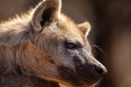 Beautiful postcard of an African hyena resting from the hot sun of the savannah on a rock, where this predator recovers energy during the hot day to hunt at dusk and dawn.