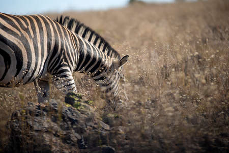 Zebra grazing peacefully in the African savannah of South Africa's Pilanesberg National Park, the best time of day to observe them is sunrise and sunset.の写真素材
