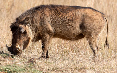 Warthog eating in the African savannah grasslands of the Pilanesberg National Park in South Africa, this animal, also known as pumbaa, is one of the stars of African safaris.の写真素材