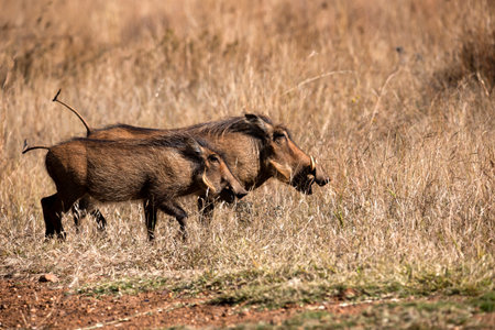 Pair of Warthogs known as Pumbaa from the Lion King movie walking freely in the Pilanesberg National Park in South Africa, an ideal place to go on safari and enjoy the African savannah.の写真素材