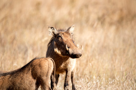 Warthogs attentive to the sounds of predators in the African savannah of the Pilanesberg National Park in South Africa, this herbivorous animal also known as pumbaa is one of the stars of the safaris.の写真素材