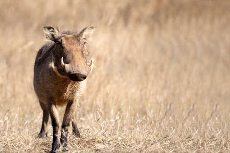 Pumbaa, the star warthog of safaris in the Pilanesberg National Park in South Africa, this herbivorous animal grazes freely on the African savannah.の写真素材