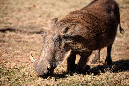 Beautiful photo of Pumbaa, the star warthog of safaris eating in the Pilanesberg National Park in South Africa, this herbivorous animal lives in the African savannah.の写真素材