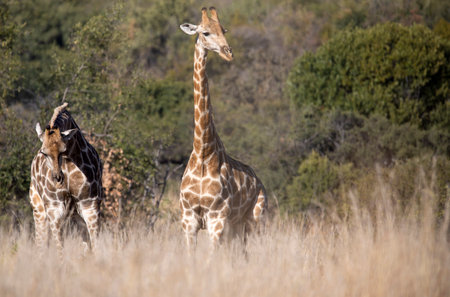 Giraffes grazing freely in the African savannah of South Africa, this is one of the most attractive animals of the South African safaris.の写真素材