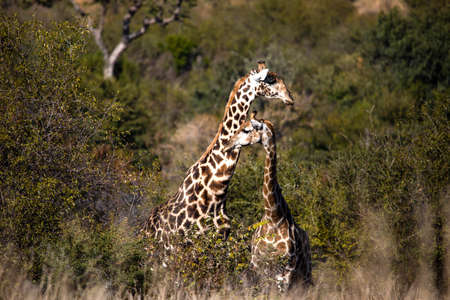 Beautiful pair of giraffes in the Pilanesberg National Park in South Africa, this is an animal that inhabits the African savannah.の写真素材