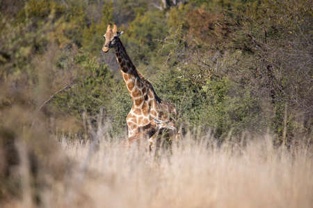Giraffe walking through the African savannah of South Africa's Pilanesberg National Park with her calf, which she never loses sight of because of African predators.の写真素材