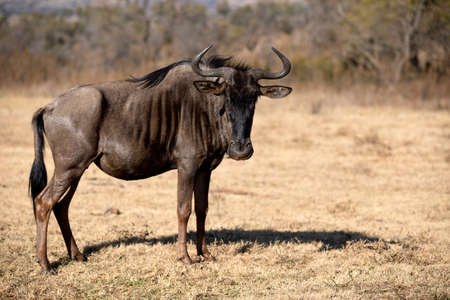 One of the antelopes that are part of the fauna of the African savannah of the Pilanesberg National Park in South Africa, this antelope is called wildebeest and is an herbivorous animal.の写真素材