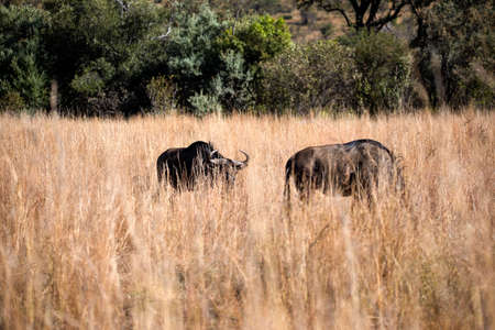 Two wildebeest enjoying the African savannah of the Pilanesberg National Park in South Africa, an herbivorous antelope.の写真素材