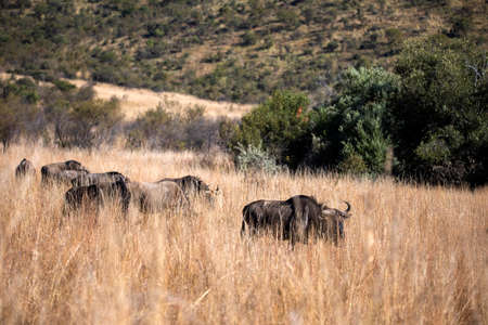 Group of wildebeest grazing and eating grass in the African savannah of the Pilanesberg National Park in South Africa, this is an African wildebeest that lives in harmony with the rest of the herbivorous animals.の写真素材