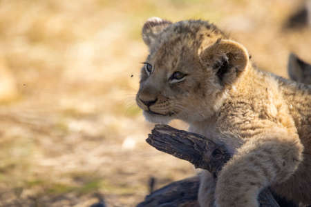 Beautiful young lion cub on top of a branch under the shade of a tree in the South African savannah, as he watches the lions and lionesses and learns their hunting tactics.の写真素材