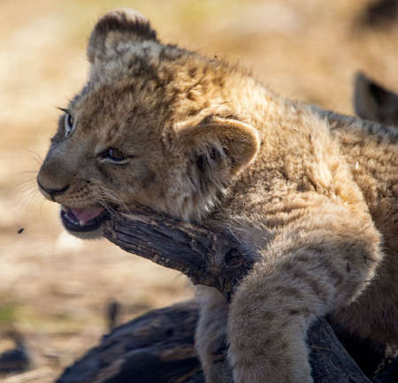 Lion cub on a tree branch in the African savannah of South Africa, this small animal is the star of safaris and also one of the great African predators.の写真素材