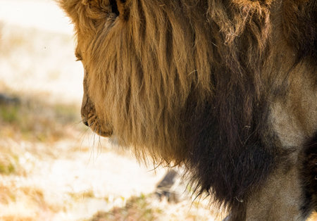 Beautiful lion in profile, this is the king of the African savannah in South Africa and one of the stars of safaris, as well as the great African predator.の写真素材