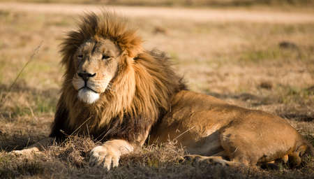 Beautiful background and passage with the lion king resting in the African savannah of South Africa, is the most desired animal to see on safari and one of the five great animals of Africa.の写真素材