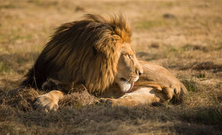 Lion the king of the savannah or jungle, resting in the African savannah of South Africa and one of the most desired animals in African safaris, the great predator and one of the big five.の写真素材