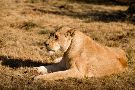 Lioness resting in the African savannah on a hot day in South Africa, this is the great predator of Africa and the star of African safaris, as well as one of the big five of Africa.の写真素材