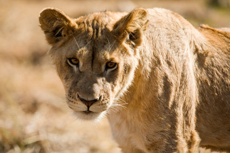 The lioness, attentive to the environment of the African savannah of South Africa, it is the largest African predator and star of the safaris, as well as one of the five big ones in Africa.の写真素材