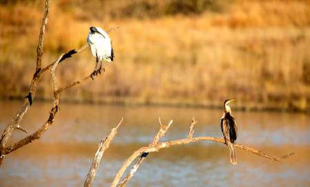 Birds leaning on a dry tree in the Pilanesberg National Park in South Africa, this is a very nice...