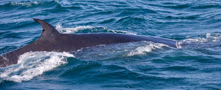 Southern whale emerging from the depths of the Atlantic Ocean near the South African town of Hermanus, one of the best places in the world to observe marine animals.の写真素材