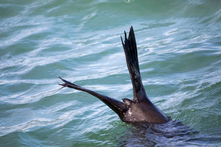 Seal plunging into the furry depths of the waters of Shark Alley in South Africa, a few meters off...