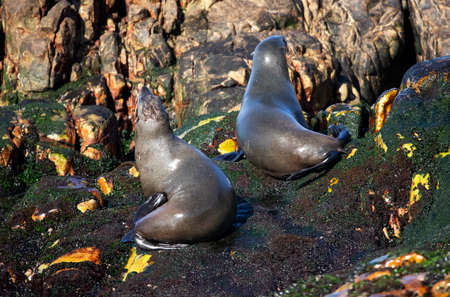 Two seals enjoying the sun on South Africa's Geyser Island, just a few meters from the coastline of...