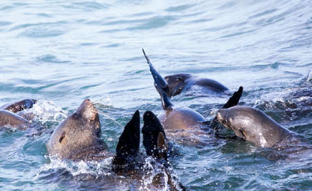 Seals enjoying the waters of Shark Alley located between Dyer Island and Geyser Island in South Africa, whose waters are infested with great white sharks.の写真素材