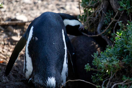 Jackass penguins in Betty's Bay enjoying their beach and cape in beautiful South Africa on the Fynbos coastline, where a natural colony of these wild marine animals live in the wild.の写真素材