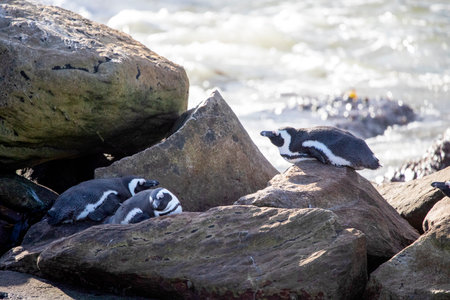 Natural colony of jackass penguins on a beach of Betty's Bay in South Africa located on the coastline of the Fynbos coast, this place is ideal for sightseeing or vacations.の写真素材