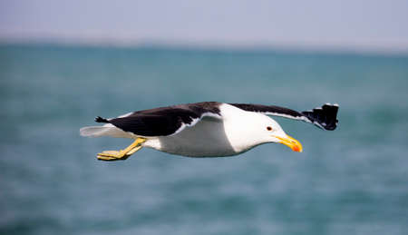 Seagull gliding offshore through the shark alley in Gansbaai South Africa, these are birds that enter the interior of the ocean to fish.の写真素材