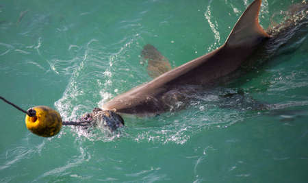 Great bronze shark being lured to the boat cages with a bait hook in the shark alley in Gansbaai (South Africa), these waters contain a large population of white, bronze and other shark species.の写真素材
