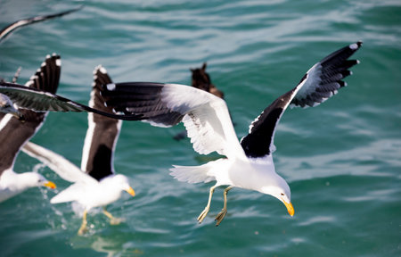 Seagulls fishing in the shark alley in the Atlantic Ocean in Gansbaai (South Africa), these are birds that go deep into the oceans and seas and are very good fishermen.の写真素材