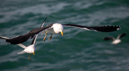 Seagulls attentive to the fish in the shark alley in the Atlantic Ocean in Gansbaai (South Africa),...