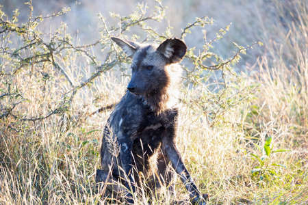 A specimen of Lycaon relaxing in the middle of the African savannah, this carnivorous wild dog lives in the wildlife in large communities and approach safaris and are feared by hyenas.の写真素材