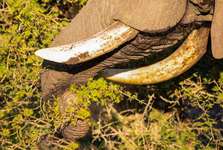 African elephant pulling with its trunk the branches of the trees of the South African savannah is the largest land animal and one of the five big African safari stars.の写真素材