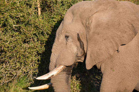 African elephant with a huge trunk and beautiful ivory tusks that lives and enjoys the wildlife of the African savannah is one of the big five of Africa and the star animal of African safaris.の写真素材