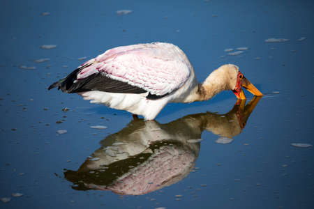 The African tantalus (Mycteria ibis) is a species of bird that lives in the lakes and rivers of the African savannah, this bird with its long beak allows it to fish quickly.の写真素材