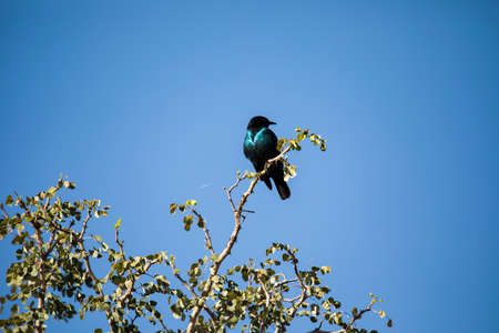 Glossy little bird on a tree in the African savannah of South Africa, under a blue sky that is filled with colors by these birds.の写真素材