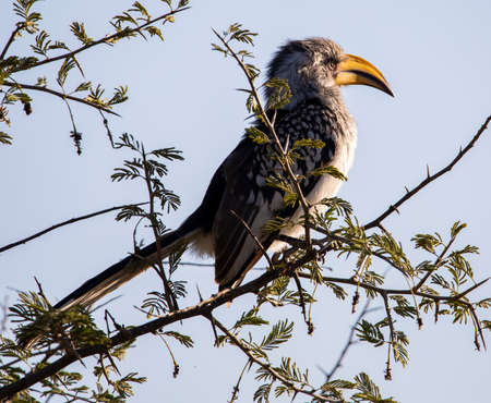 Jackson's Hornbill bird resting on the dry branches of a tree in the African savannah of South Africa, this abundant bird in Africa is very beautiful for its colors and much admired on safari.の写真素材