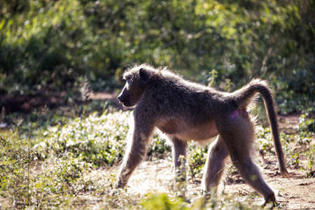 Papio or commonly known as Baboon walking in the African savannah of South Africa, this species of monkey is an extremely strong and agile animal that quickly climbs trees.の写真素材