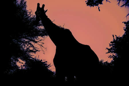 Silhouette of an adult African giraffe walking in the South African savannah under an orange sky at sunset, this mammalian and herbivorous animal is one of the stars of safaris.の写真素材