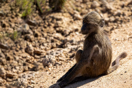 Baboon monkey breeding in the African savannah of South Africa, these mammalian animals live the wildlife of Africa and are the star of safaris.の写真素材