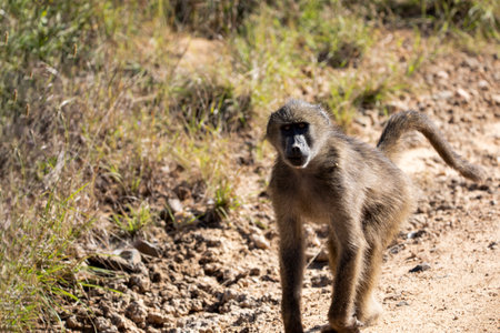 Baboon monkey breeding in the wild in the African savannah of South Africa, these mammalian animals...