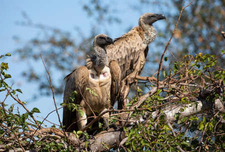 African white-backed vultures (Gyps africanus), in a tree in the African savannah of South Africa, these African carnivorous and scavenging birds live wildly and watch out for predator victims.の写真素材