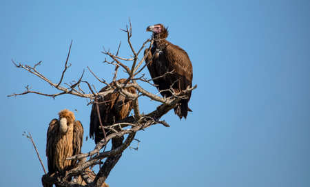 African white-backed vultures (Gyps africanus), resting in a tree in the African savannah of South...