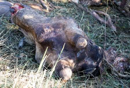 Giraffe head torn to pieces by predators in the African savannah of South Africa, this herbivorous animal is killed by lions and its remains eaten by scavenger birds such as the African vulture.の写真素材
