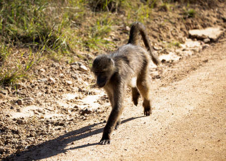 Baby baboon monkeys enjoying the African savannah in South Africa. These mammals live the African...