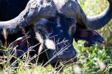 The brown buffalo is a species of artiodactyl mammal that lives in the wild in the forests and...