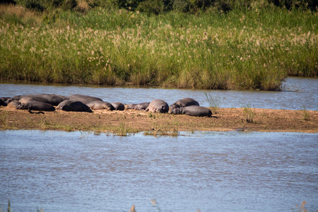 The common hippopotamus, these large herbivorous artiodactyl mammals inhabit the African savannah, the banks of rivers and lakes, and are dangerous and territorial animals.の写真素材
