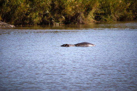 The common African hippopotamus is an amphibious animal that lives in the wildlife of the African savannah, it is a dangerous and very territorial animal and is observed by safaris.の写真素材