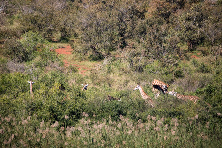Family of African giraffes enjoying the vegetation of the African savannah, these big herbivorous animals live in freedom and in the African wildlife.の写真素材