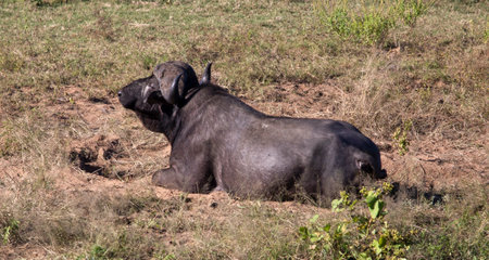 A brown buffalo resting in the African savannah is a species of mammal, it is considered one of the five big ones in Africa and is very popular on safari.の写真素材